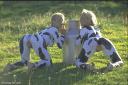 kozinski cow girl women